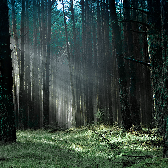 Cuadro de árboles naturaleza bosque de niebla azul TenVinilo