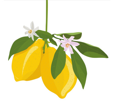 Cortina roller cocina árbol de limón - TenVinilo