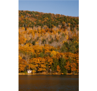 Rolgordijn woonkamer meer en gouden bomen - TenStickers