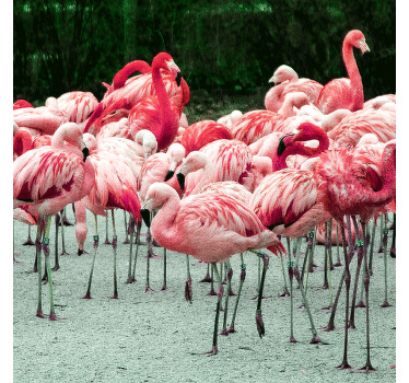 Rolgordijn woonkamer mooie flamingo's op water - TenStickers