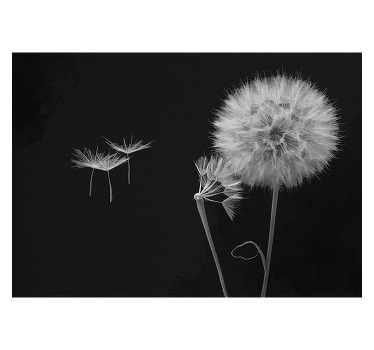 Black roller blind dandelion head wall mural - TenStickers