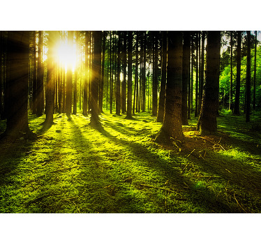 Green blind sunlit forest - TenStickers