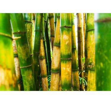 Green blind bamboo forest view - TenStickers