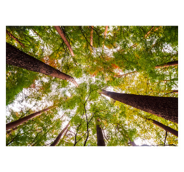 Living room blind inspired by woodland trees - TenStickers