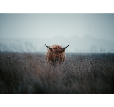 Living room blind highland cow design - TenStickers