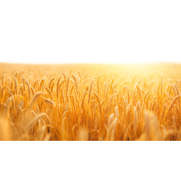 Rolgordijn woonkamer in kleurenthema van tar fields - TenStickers