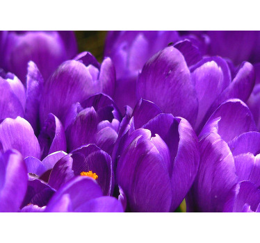 Rolgordijn woonkamer paarse rozen - TenStickers