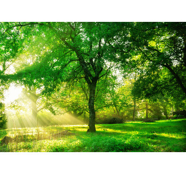 Rolgordijn woonkamer groen lichtvol bos - TenStickers