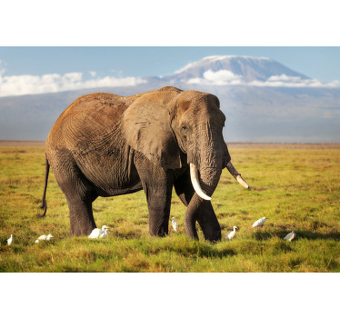 Estor enrollable salón elefante kilimanjaro - TenVinilo