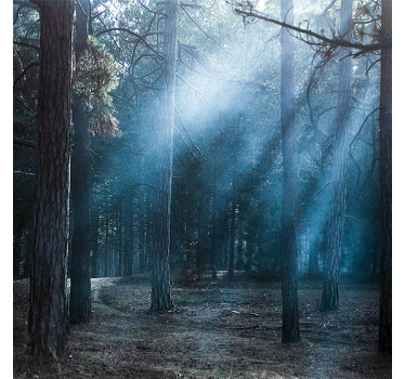 Rolgordijn woonkamer "natuur" schemering in het bos - TenStickers