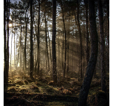 Rolgordijn woonkamer natuur zonsopgang in het bos - TenStickers