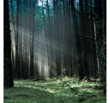 Rolgordijn woonkamer "nature" blauw nevelwoud - TenStickers