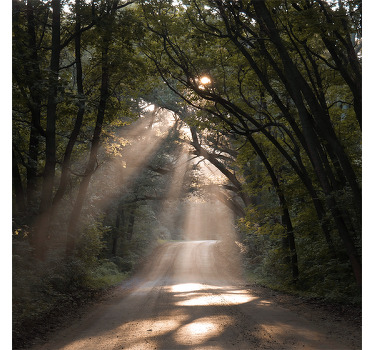 Rolgordijn woonkamer natuur onverharde weg in het bos - TenStickers
