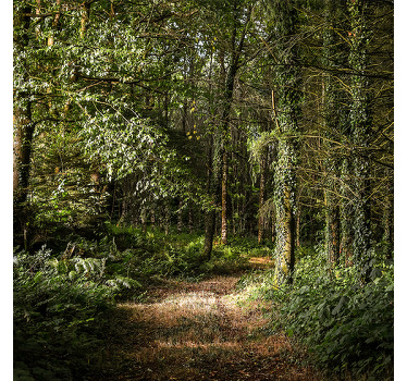 Rolgordijn woonkamer natuur pad met bladeren in het bos - TenStickers