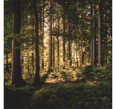 Rolgordijn woonkamer natuur middagbos - TenStickers