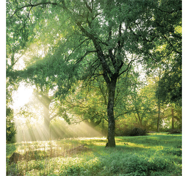Rolgordijn woonkamer natuur groenachtig ochtendbos - TenStickers
