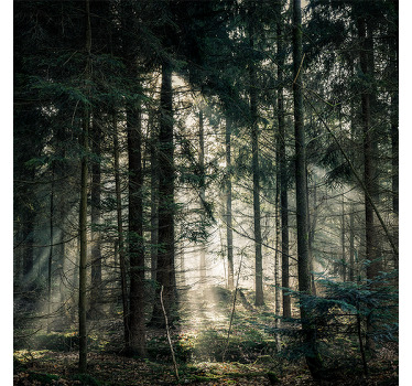 Rolgordijn woonkamer "natuur" bos met donkere tinten dag - TenStickers