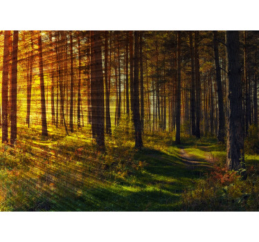 Toile fenêtre chambre rayons de lumière forêt - TenStickers
