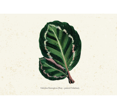Toile fenêtre chambre feuilles de maranta vert rouge - TenStickers