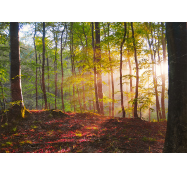 Toile fenêtre chambre lever de soleil en forêt - TenStickers