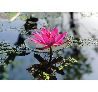 Toile fenêtre chambre fleur de lotus aquatique - TenStickers