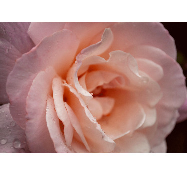 Toile fenêtre chambre style élégant gouttes roses - TenStickers