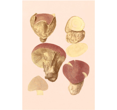 Tenda a rullo soggiorno varietà di funghi - TenStickers