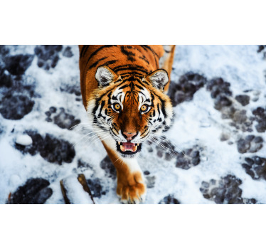 Toile fenêtre chambre tigre féroce - TenStickers
