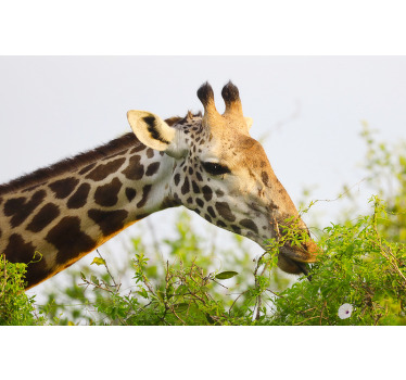 Toile fenêtre chambre girafe haute animal - TenStickers