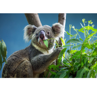 Toile fenêtre chambre ours koala mignons - TenStickers