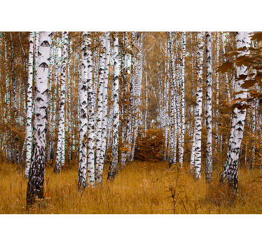 Blind bedroom birch trees design - TenStickers