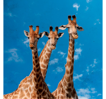 Toile fenêtre chambre enfant girafes et ciel bleu - TenStickers