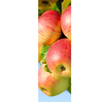 Toile fenêtre cuisine pommes sur arbre décoratif - TenStickers