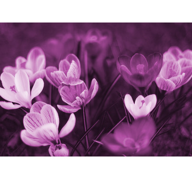 Rollo fenster wohnzimmer schöner pinker krokusblüte - TenStickers
