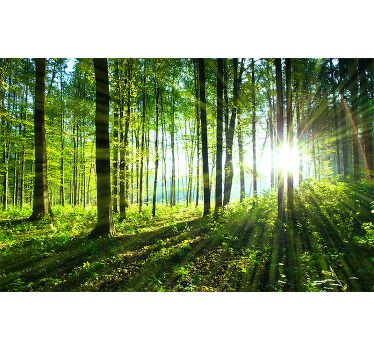 Rulou geam cameră peisaj forestier cu reflexii de lumină - TenStickers