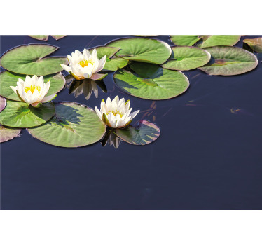 Rulou geam cameră lotus realist în iaz - TenStickers