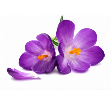 Persiana enrollable morada flores recogidas tranquilas - TenVinilo