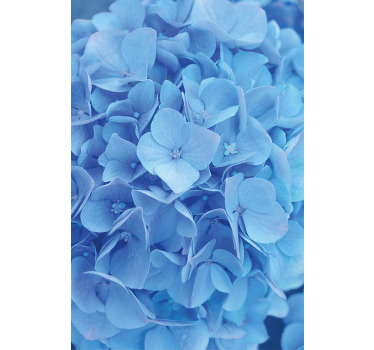Stores fleurs Hortensia - TenStickers