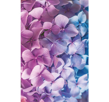 Stores fleurs De nombreuses fleurs d'hortensia différentes - TenStickers