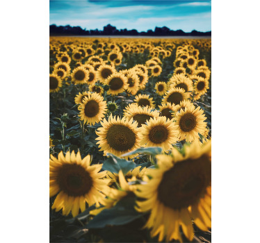 Rollo mit Blumen Sonnenblumenfeld - TenStickers