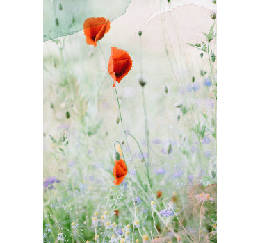 Rollo mit Blumen Verwischte rote mohnblumen - TenStickers