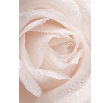 Stores fleurs et plantes Belle rose blanche - TenStickers
