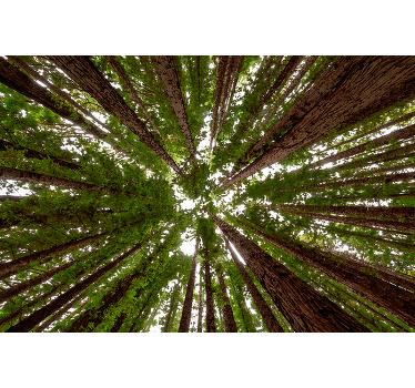 Estores de rolo de árvores design de copa alta - TenStickers