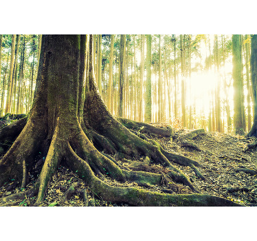 Majestátní lesní kořeny Roleta stromy - TenStickers