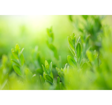 Rulou geam flori și plante poză cu verdeață luxuriantă - TenStickers