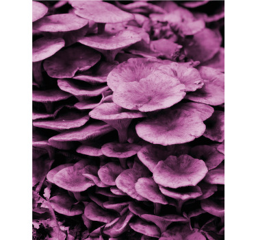 Cortina roller flores capas florales vibrantes - TenVinilo