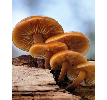 Portakal kabuğu yabani mantar Stor perde boyama - TenStickers