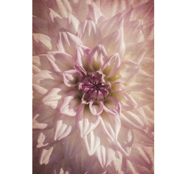 Rosa dahlia fler blommor och växtRullgardin - Tenstickers