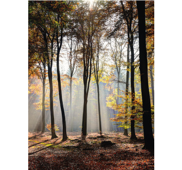 Sunlit forest scene tree roller blind - TenStickers