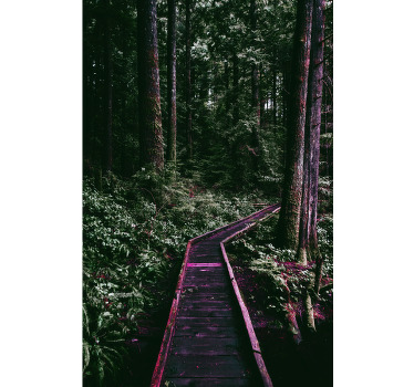 Estores de rolo de árvores caminho da floresta - TenStickers